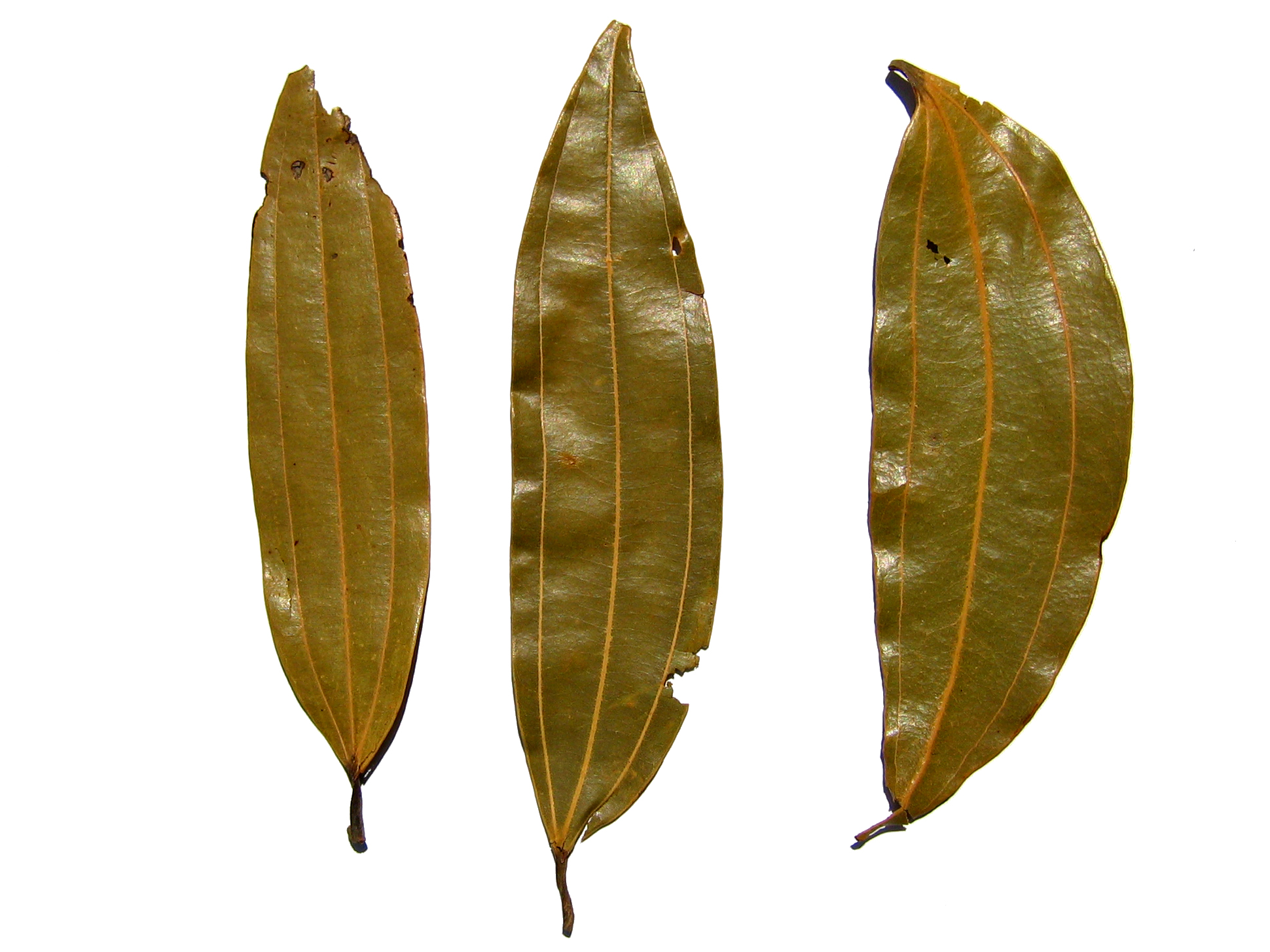 Bay Leaves (Tej Patta)