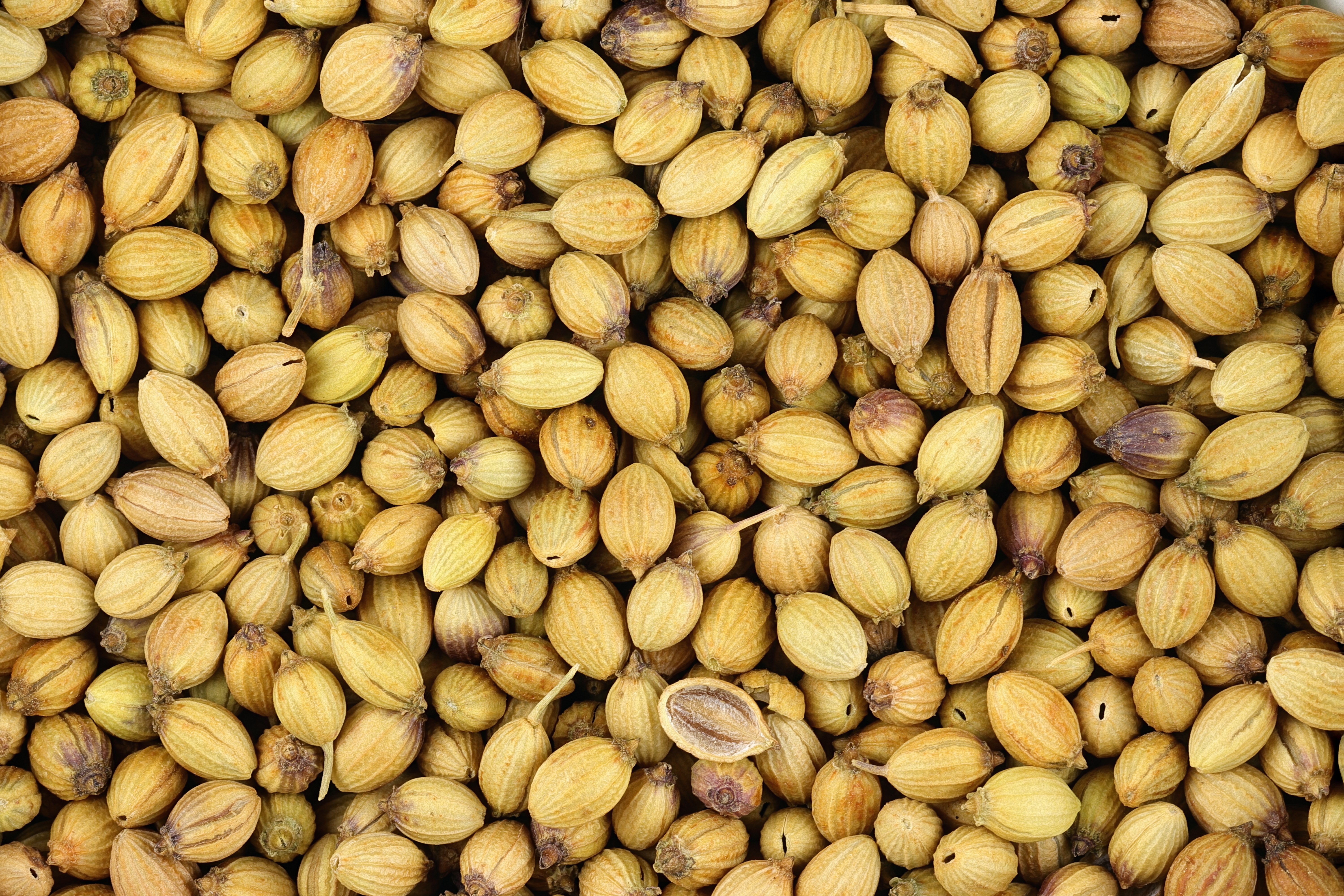 Coriander Seeds / Powder (Dhania)