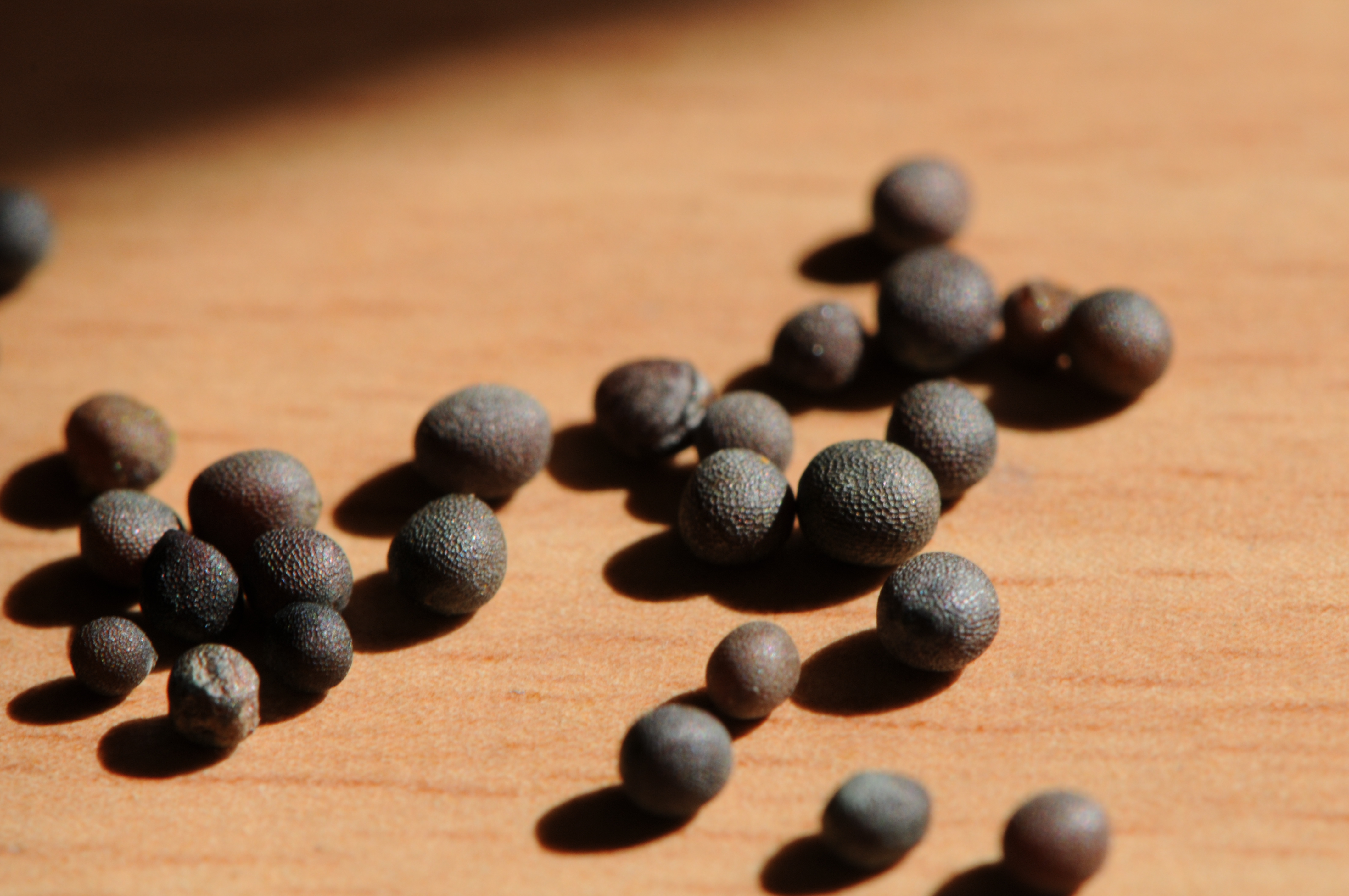 Mustard Seeds (Rai / Sarson)