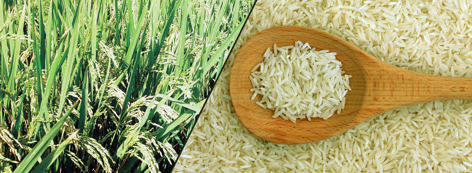 non-basmati-rice_big